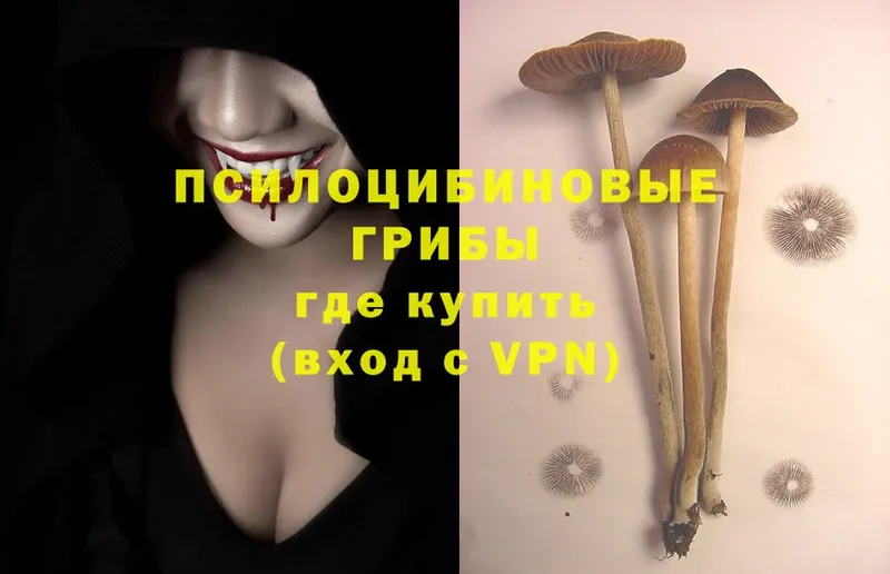 Псилоцибиновые грибы Magic Shrooms  OMG tor  Болохово 